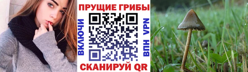 Галлюциногенные грибы MAGIC MUSHROOMS blacksprut ONION Новотроицк